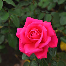 いばらきフラワーパーク