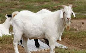 Mengalami gangguan berbicara, seperti misalnya cadel 6. Feselani Akhirnya Mengaku Telah Tidur Dan Memuaskan Birahinya Dengan Kambing Semalaman Tribunnews Com Mobile