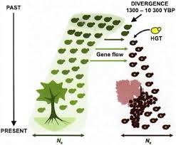 Image result for Uncinula necator