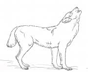 The howling wolf coloring pages requires a certain amount of detail in the direction of the fur to make it the most realistic on the coloring sheet. Wolf Coloring Pages To Print Wolf Printable
