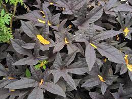 On sep 13, 2009, grrrlgeek from grayslake, il (zone 5a) wrote: Growing Sweet Potato Vines Care Of Ornamental Sweet Potato