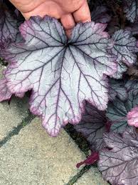 Heuchera 'spellbound' plant patent #24103. Heuchera Spellbound Redcrocus Nurseries