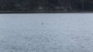 Shark attacks family swimming at the lake. Pretty Large Looking Bull Shark In Lake Dorsal Shark Reports Australia