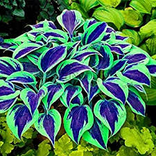 Reliable and hardy with countless combinations of leaf color, shape, and texture. Amazon Ca Hostas Plants