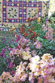Thank You Mum Mums Flowers Chrysanthemum Flower Flower Guide