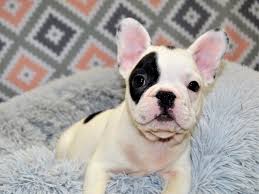 French Bulldog Dog Male Black And White Piebald 3144175 Petland Dunwoody Puppies For Sale