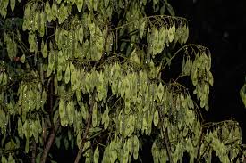 Image result for Dalbergia boehmii
