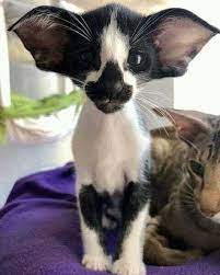 40 Funny Animals Pictures Memes Funnyfoto Pretty Cats Oriental Shorthair Cats Cute Cats