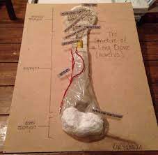 Maybe you would like to learn more about one of these? Structure Of A Long Bone Humerus Clay Model For Anatomy Physiology Anatomy Bones Medical Projects Anatomy Projects
