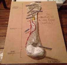 From bone models, identify labeled markings on bones. Structure Of A Long Bone Humerus Clay Model For Anatomy Physiology Anatomy Bones Medical Projects Anatomy Projects