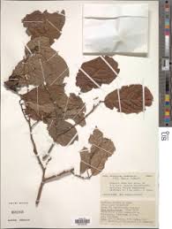 Image result for Diospyros truncatifolia