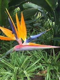The National Flower Of Madeira The Bird Of Paradise Flower Birds Of Paradise Flower Birds Of Paradise Madeira