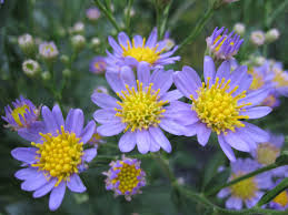 Image result for Aster