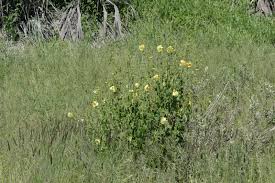 Image result for Hibiscus dongolensis