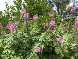 Image result for Cleome spinosa