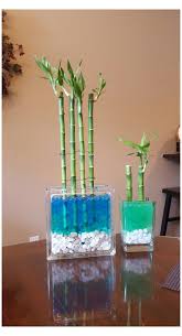 Some gardeners prefer to keep them in water and others plant them in soil for best if your lucky bamboo is growing out of control, do not fear! Water Beads Ideas Decor Waterbeadsideasdecor In 2021 Lucky Bamboo Water Beads Small Terrarium