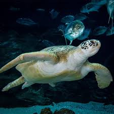 Image result for turtle