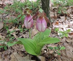 Several woody species of st. Wild Orchids Of New England A Talk By Bill Brumback From The New England Wild Flower Society Cambridge Community Television