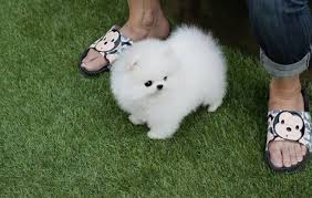 From there you can see photos of their pups, find. Female Teacup Pomeranian For Sale Off 72 Www Usushimd Com