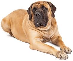 Best Dog Food For A Mastiff Puppies Adults Senior Dogs