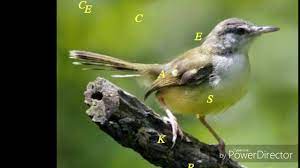 Suara Burung Ciblek Betina Buat Memikat Burung Ciblek Jantan Youtube