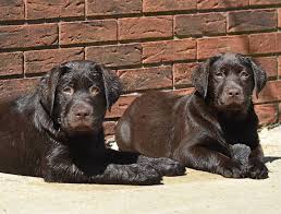 6 weeks old on feb 9th. English Labradors Home