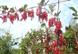 health care schisandra chinensis seeds 300pcs good five flavor berry seeds one of the 50 fundamental herbs magnolia vine seeds kartinki