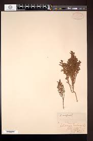 Image result for Salicornia pachystachya