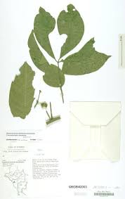 Image result for Lepidotrichilia volkensii