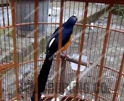 Butuh informasi mengenai ciri fisik burung murai batu bordan yang dikenal memiliki memiliki bulu sangat indah, silahkan baca penjelasan berikut. Jenis Murai Batu Dan Perbedaan Ciri Ciri Murai Batu Jenis Burung