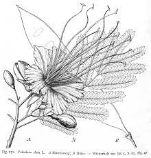 ©gitta hasing, university of florida. Leguminosae Caesalpinioideae And Swartzieae Genera Delonix Rafin