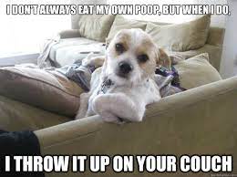 ﻿﻿﻿ why talk to people when you can pet their dog? The 9 Dog Memes Every Respectable Dog Person Should Know Barkpost