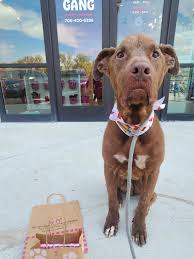Pampering Shelter Dog Miles at the Spa