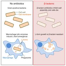 We did not find results for: Lysozyme Counteracts B Lactam Antibiotics By Promoting The Emergence Of L Form Bacteria Sciencedirect