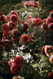 We did not find results for: 31 Hot Cocoa Roses Ideas Hot Cocoa Rose Flowers