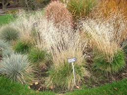 Image result for Deschampsia