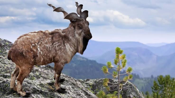 Bryan Harlan, US trophy hunter, 'pays $110k' to kill rare mountain goat | CNN