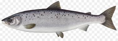 Rainbow Clipart Png Download 960 329 Free Transparent Atlantic Salmon Png Download Cleanpng Kisspng Browse and download hd salmon png images with transparent background for free. rainbow clipart png download 960 329