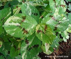 Jumpseed Virginia Knotweed Painter S Palette Persicaria Virginiana Var Filiformis Plants Painters Palette Woodland Garden