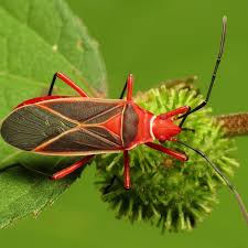 Do boxelder bugs eat garden plants. 10 Stunning Red And Black Garden Bugs