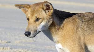 Native Australian Animals Facts Pictures Information