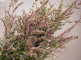 Calcynia Heather Heather Flower Seasonal Flowers Bridal Flowers