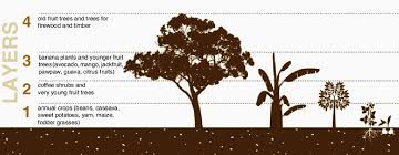 Check spelling or type a new query. 3 Multilayered Vegetation In The Traditional Banana Coffee Based Download Scientific Diagram