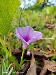 Image result for Ipomoea pes-caprae