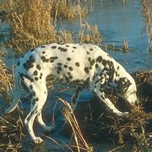 Dalmatian puppies for sale in maineselect a breed. Puppyfind Dalmatian Puppies For Sale