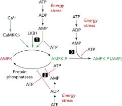 Regulation Of Mammalian Ampk By Adenine Nucleotides And Open I