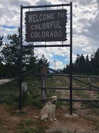 Below among service dog, emotional support animal and therapy animal. Welcome To Colorado Walter Service Dogs Dogs Dog Cat