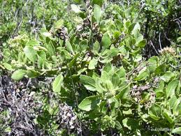 Ini adalah nama yang cocok untuk sebuah buku yang menceritakan bagaimana alam semesta menjadi ada. Ini Manfaat Daun Beluntas Sebagai Obat Herbal Yang Harus Anda Ketahui