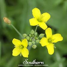 Image result for Diplotaxis tenuifolia