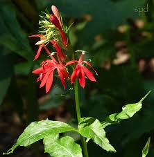 Plant them in the container and water thoroughly. 1991 Cardinal Flower Lobelia Cardinalis Vnps